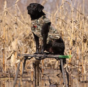 BANDED 5MM DOG PARKA VEST NEOPRENE - Pacific Outfitters