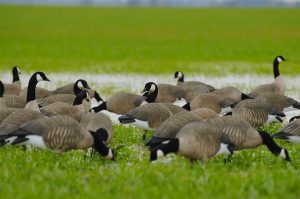 TIM NEWBOLD LESSER CANADA - Pacific Outfitters