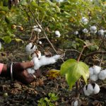 patagonia organic cotton
